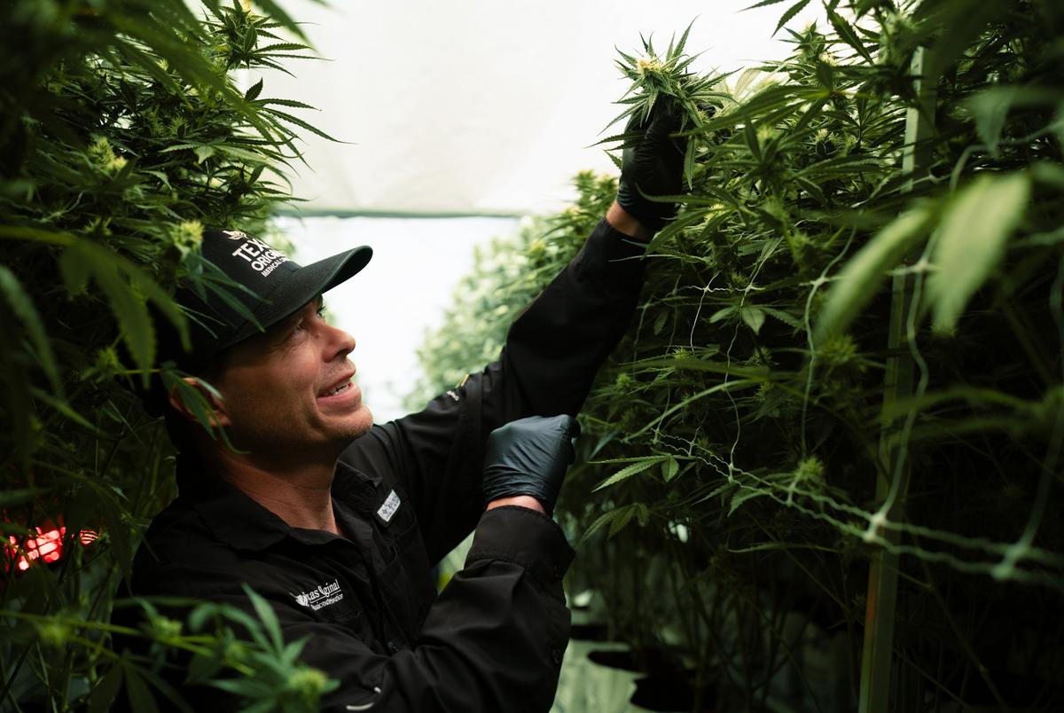 Texas Original Director of Cultivation Jason Sanders gives a tour of the business’ facility on Sept. 26, 2024. Texas Original is Texas’ first licensed medical cannabis distributor.